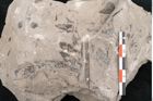 Foto (Detailansicht) von Araucaria haastii Ettingshausen (NHMW-GEO-2024-0188-10111a)